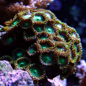 Crazy Zoa's