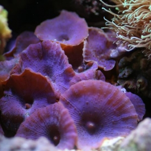 purple mushrooms