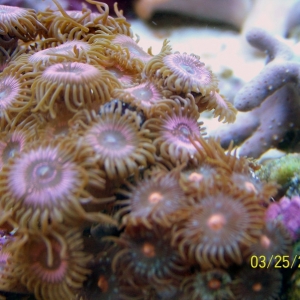 pink polyps