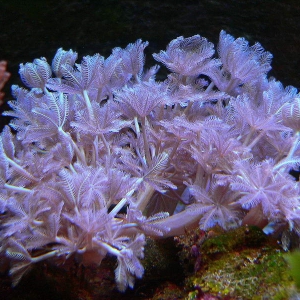 Xenia umbellata