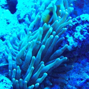 Anemone