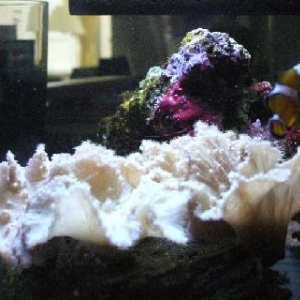 fish_200408