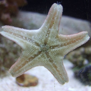 starfish