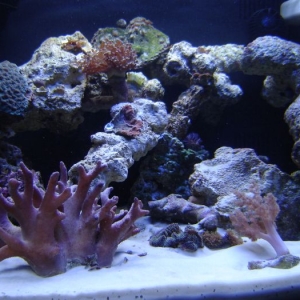 New pics of Oceanic bc 29