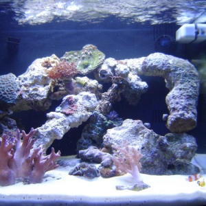 New pics of Oceanic bc 29