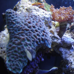 New pics of Oceanic bc 29