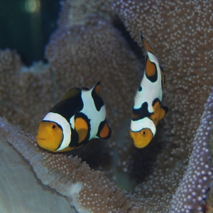 Picasso Clownfish pair