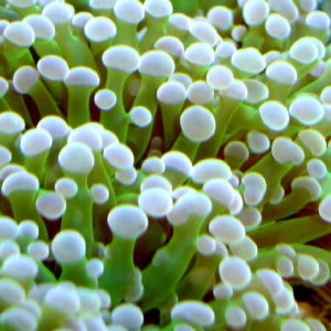 Frog Spawn
