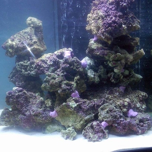 Aquascaping