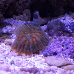 young orange mouth plate coral