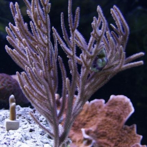 light purple gorgonian