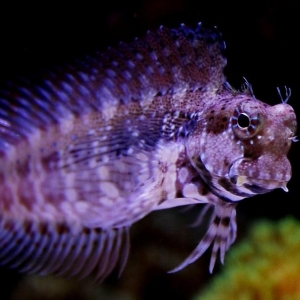 "Betty" the blenny!