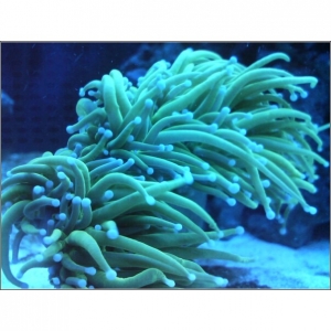 Torch Coral Under Actinics