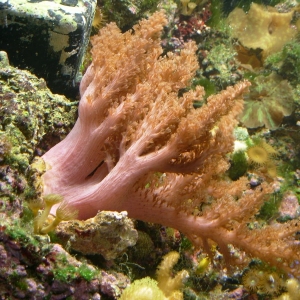Large pink colt coral