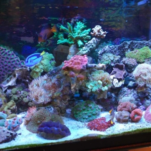 full tank shot most corals visible