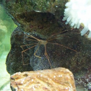 Arrow Crab
