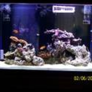 th_reefcentralpics009