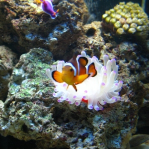 clown_fish