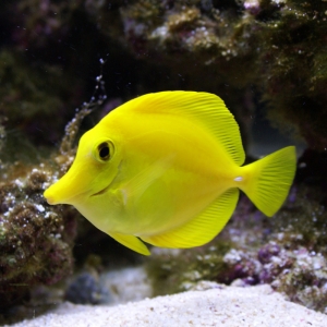 Yellow Tang