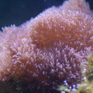 Soft Corals