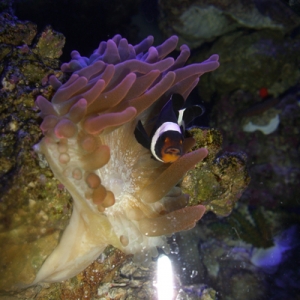 clown and anemone