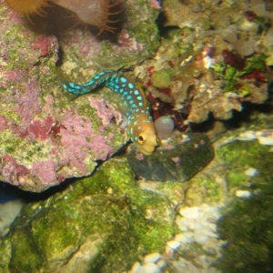 My New Bluespot Jawfish