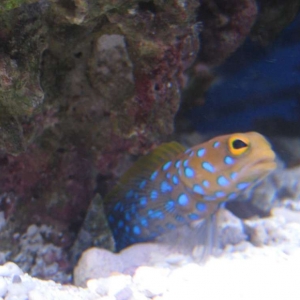 My fat bluespot jawfish