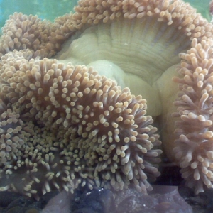 My new Anenome.