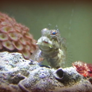 lawnmower blenny