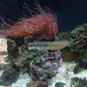 Torch In middle of tank