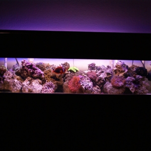 50G Reef