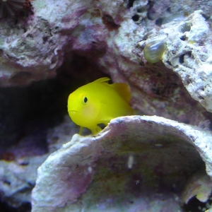My New Clown Goby