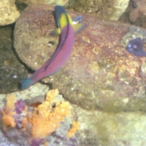 wrasse_coral