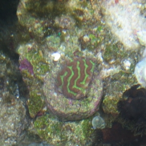 Corals