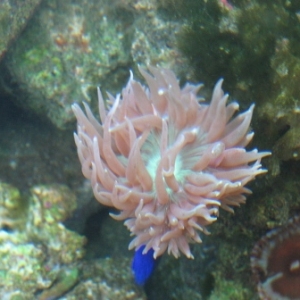 Corals