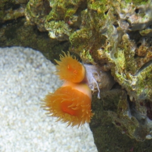 Corals