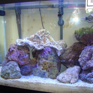 my 33 gallon tank