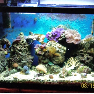 30 gal mushroom 1 tank