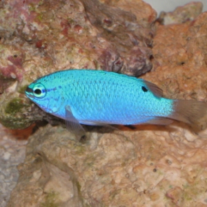 My Chromis (Finnegan)