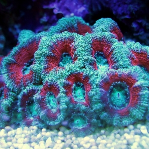 Christmas Acan