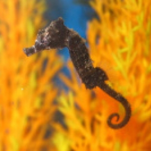Seahorse fry
