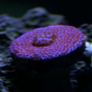 SuperMan Montipora