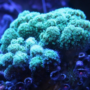 Pocillopora damicornis under actinics