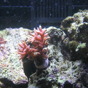 RSM Corals 4 mths frags