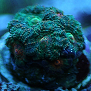 Green Acan Lord