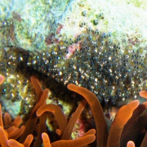 Anemone and Clown Fish Larva