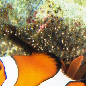 Anemone and Clown Fish Larva