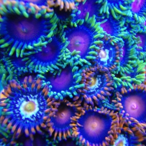 multi colored zoas