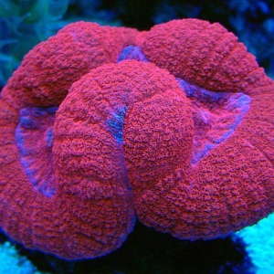 Red lobophyllia under actinics.