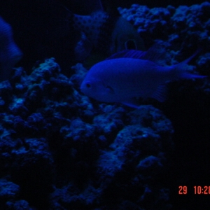 chromis and friends